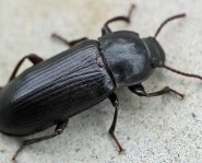 Как избавиться от жучков в кухонном шкафу – простые и практичные советы.