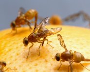 Как избавиться от мушек на кухне, современные методы борьбы с вредителями.