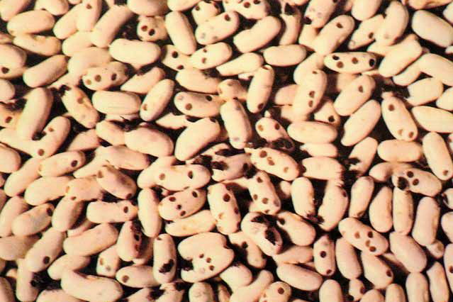 Жуки могут серьезно подпортить продукты